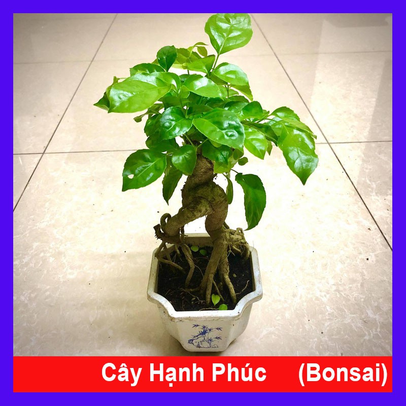 Cây hạnh phúc bonsai cao 25-30cm - Cây cảnh để bàn