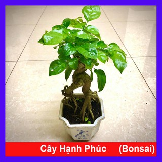 Mua Cây hạnh phúc bonsai cao 25-30cm - Cây cảnh để bàn