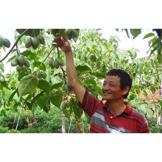 4 Hạt giống Cà chua Thân gỗ 