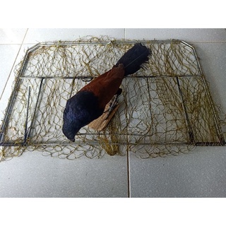 combo mẹt bẫy bìm bịp và chim giả