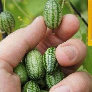 Hạt giống dưa hấu tí hon 10hat (TẶNG gói kích thích hỗ trợ hạt nảy mầm)