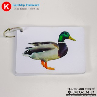 Flashcard tiếng Anh cho bé KatchUp - Con vật
