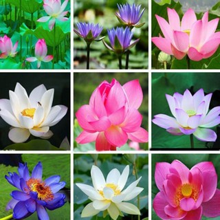 HG3 Hạt giống sen nhật mini - sen bát -(gói 5h)