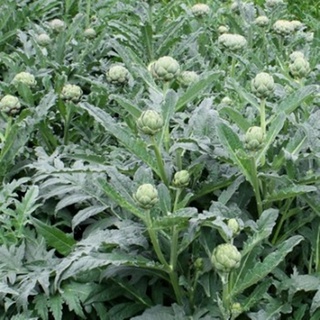 Hạt giống hoa Atiso xanh - Nảy mầm tốt - Tặng kèm 1 gói bón lá và 1 gói kích nảy mầm, có tờ hướng dẫn trồng