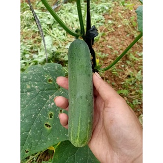 Dưa leo hữu cơ
