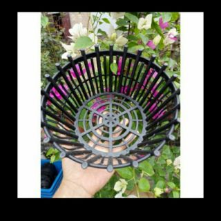 Chậu trồng lan phi 20cm giá bất chấp