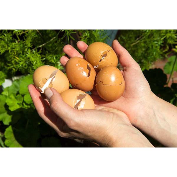 Phân bón TRỨNG GÀ cao cấp ( chiết xuất từ trứng gà lên men) chuyên cho cây ăn trái, cây hoa