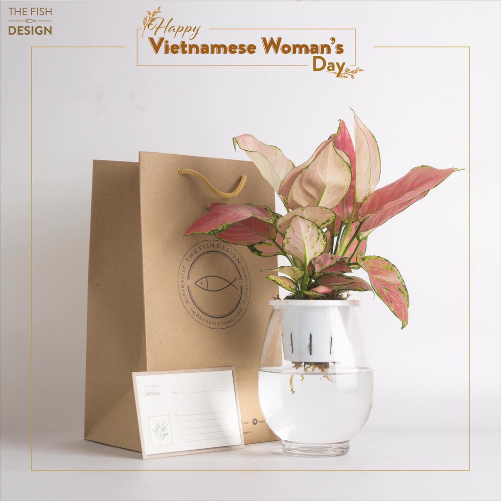 Bình cây vạn lộc hồng thủy sinh  | THE FISH SIZE L