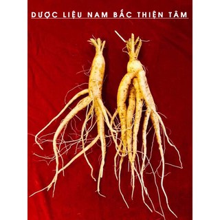 Nhân Sâm Tươi Hàn Quốc (75gr) Ngâm Rượu Hầm Canh Củ To