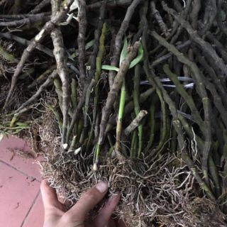 U lồi u lồi khách ơi