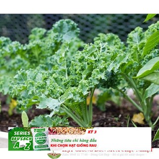 HẠT GIỐNG CẢI XOĂN KALE 20 hạt