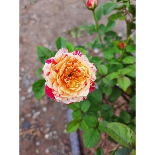 🌸 Cây hoa Hồng Party Ranucula🌸