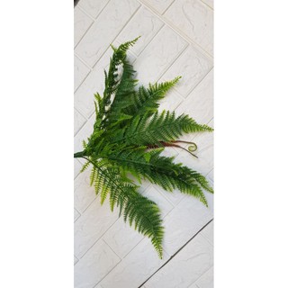 cụm dương xỉ mềm