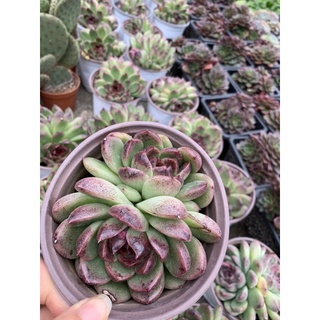 SEN ĐÁ GIỐNG MỚI 55