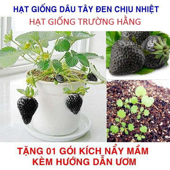 100 Hạt giống Dâu tây Đen Chịu Nhiệt (tặng gói kích nẩy mầm và hướng dẫn)