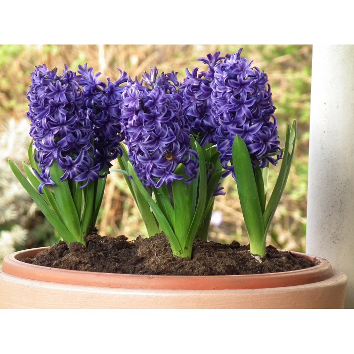 10 Hạt Hoa Dạ Lan (Hương) Mix Màu -Hyacinth Có đủ 7 màu để lựa chọn