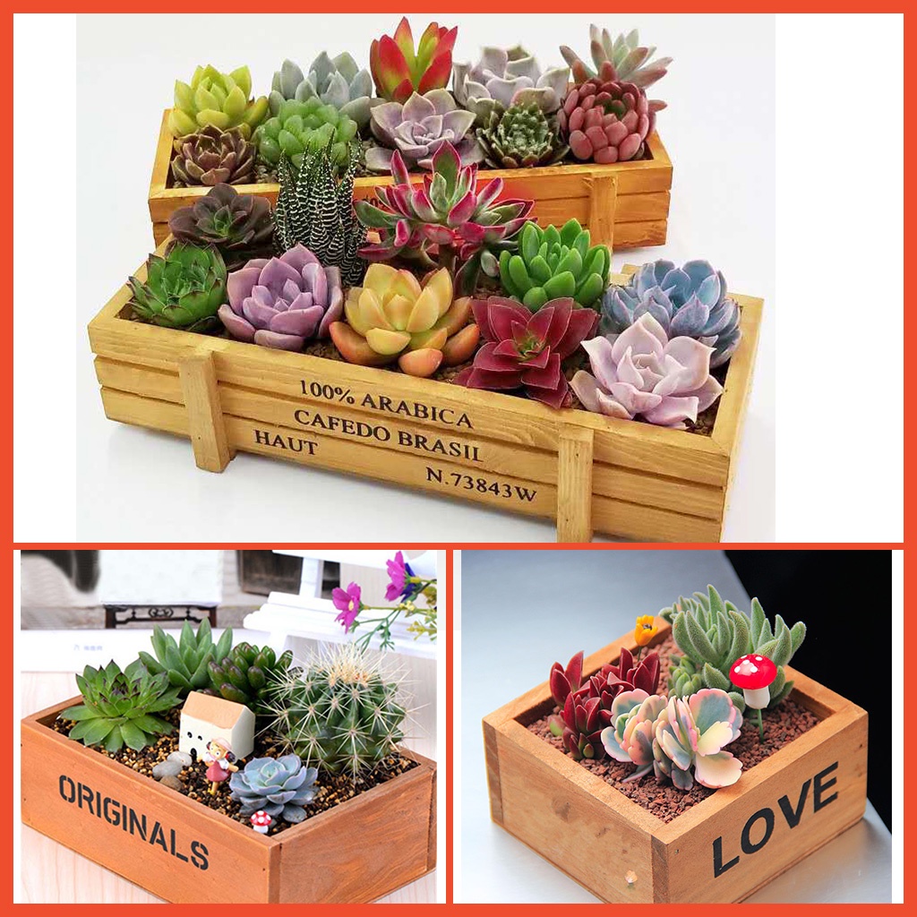 Chậu gỗ trồng cây cafedo, love, original để trồng sen đá, xương rồng, phong cách vintage