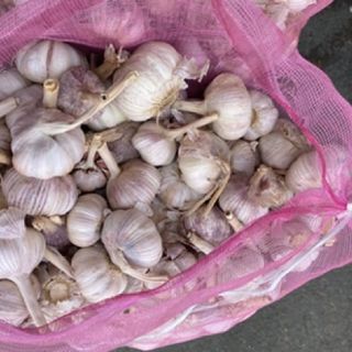 Tỏi bông sen