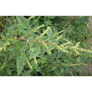 Cây dền gai khô 1kg thơm ngon