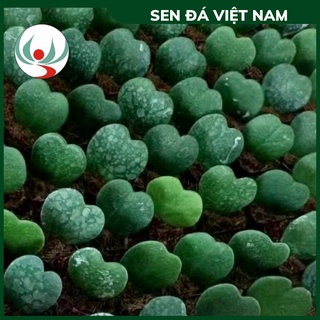 Sen đá cẩm cù trái tim, sen bầu size 6-8 cm, hàng trung quốc đã thuần khí hậu miền bắc khỏe đẹp, sen đá