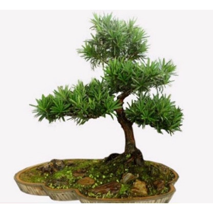 CÂY TÙNG LA HÁN giống