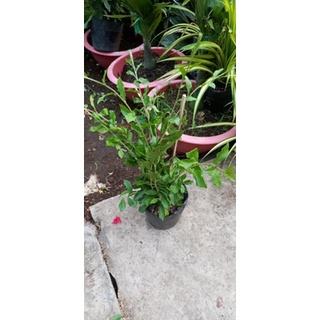 Chậu Cúc Tần Ấn Độ