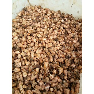 củ giống hoa bướm đêm