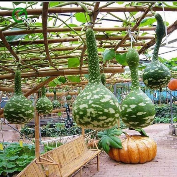 HẠT GIỐNG BẦU THIÊN NGA - GÓI 5 HẠT
