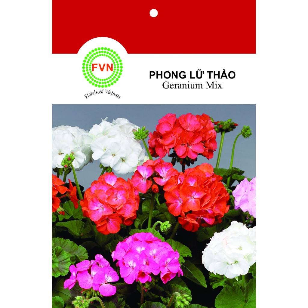 HẠT GIỐNG HOA PHONG LỮ THẢO ĐỨNG NHIỀU MÀU FVN GÓI 15 HẠT - GERANIUM MIX