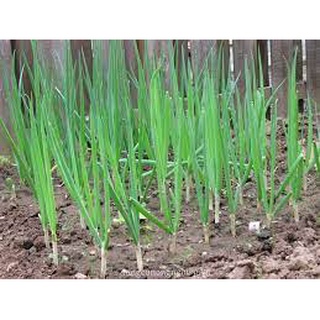 [ Deal 3K ] - 200 hạt giống Hành lá ( Hạt giống Thanh Tâm )