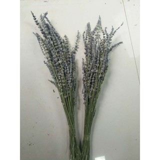 Hoa Lavender
