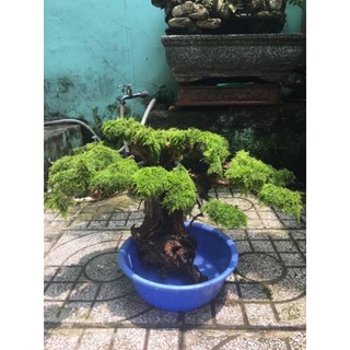 Rêu vĩ Minitaiwan