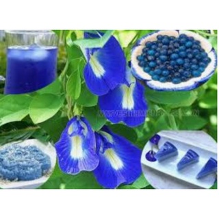 Hoa đậu biếc khô (50 g)