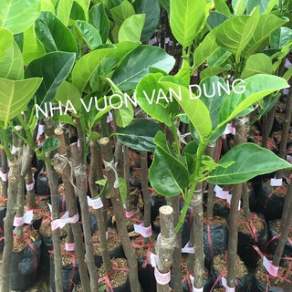 Cây giống mít ruột đỏ (ảnh thật cây giống tại vườn)
