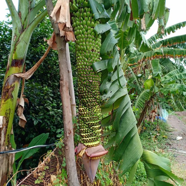 Chuối trăm nải