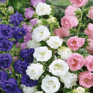 Hạt Giống Hoa Chuông Kép