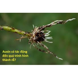 Thuốc Kích thích ra rễ cực mạnh Root 999,  Super Root Bimix  bổ sung NAA, IBA giúp phục hồi cây cực mạnh