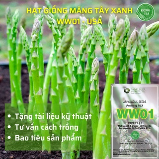 Hạt giống măng tây xanh chịu nhiệt WW01 (USA - Mỹ) Tặng tài liệu kỹ thuật gieo trồng