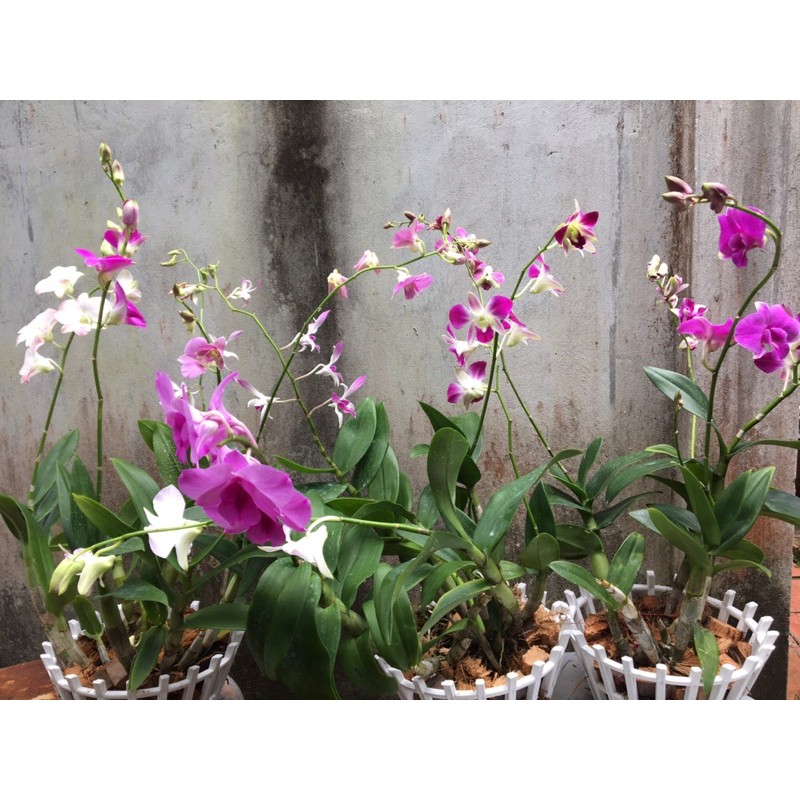 Combo ga nệm | BigBuy360 - bigbuy360.vn