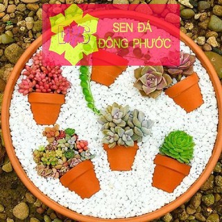 Sỏi Trắng rải mặt đất chậu cây - Phụ kiện làm tiểu cảnh sen đá xương rồng, cây phong thuỷ văn phòng đẹp
