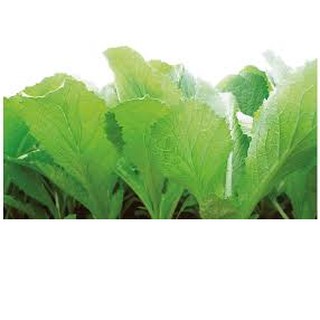 25GR - HẠT GIỐNG CẢI BẸ DƯA