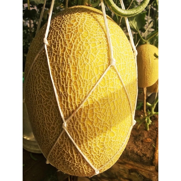 hạt giống dưa lưới hami no31