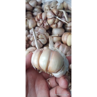 1 KG CỦ TỎI TÉP TO THƠM