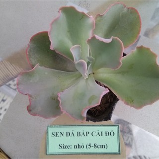 Sen đá bắp cải đỏ - size nhỏ (5-8cm)