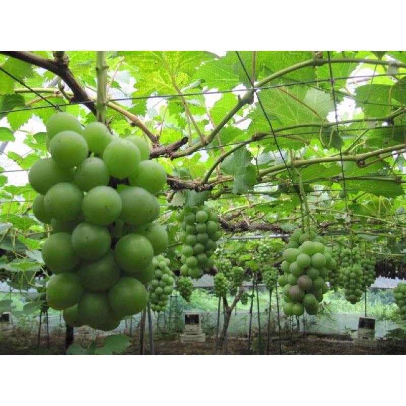 Cây Nho Giống Mẫu Đơn Shine Muscat.
