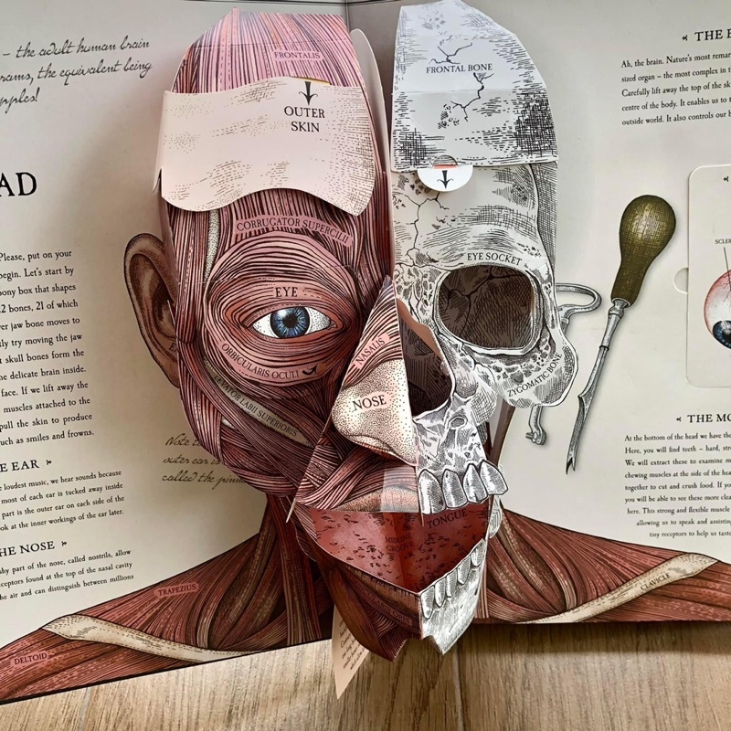 THE HUMAN BODY