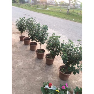Cúc cổ sơn la hoa đẹp bền cây
