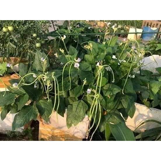 HẠT ĐẬU ĐŨA HẠT ĐEN DẠNG CÂY - GÓI 20 GRAM