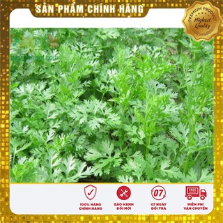 Hạt giống rau mùi tía rau mùi ngò rí trồng chậu- 20gr