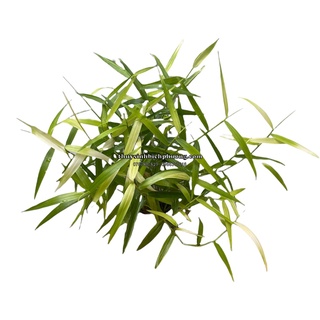 CÂY TRE TRÚC THỦY SINH HÀNG NHẬP | TRỒNG TRUNG CẢNH CHO HỒ THỦY SINH